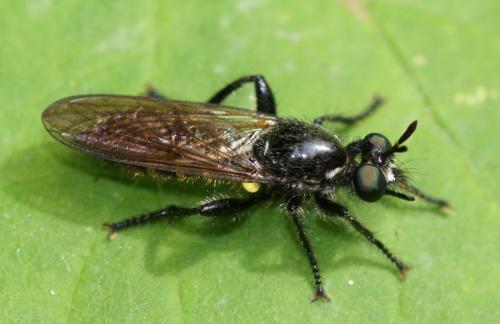 Choerades sp.